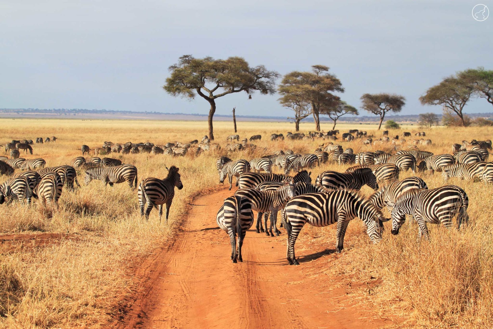 safari une journee zanzibar