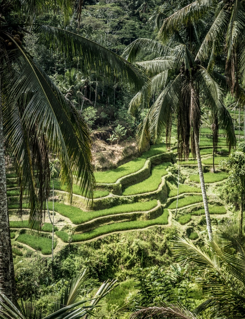 Bali